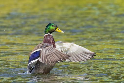 川で羽ばたきをするマガモ雄 マガモ,真鴨,鴨の写真素材