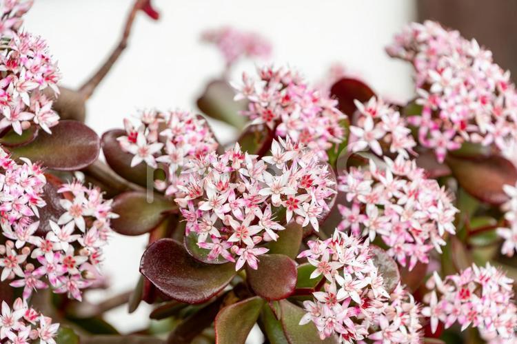 紅葉色の葉に咲く金のなる木の花 金のなる木,クラッスラ,多肉植物の写真素材