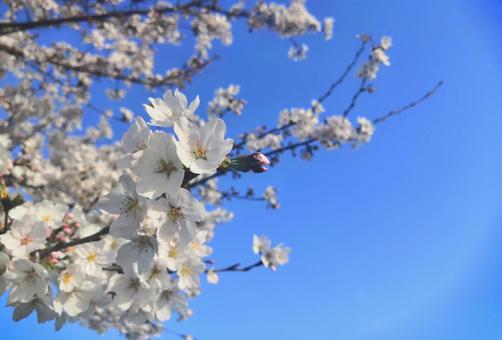 桜と青い空 桜と青い空の写真