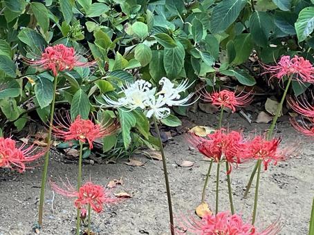 曼殊沙華 曼殊沙華の写真