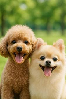 舌を出して笑うトイプードルとポメラニアンの写真