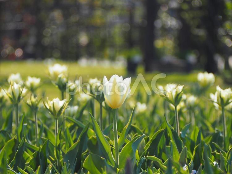 春の花壇　咲きはじめのチューリップ⑧ チューリップ,鬱金香,tulipの写真素材