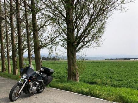 バイクと木 バイクと木 バイク,木,自然の写真素材