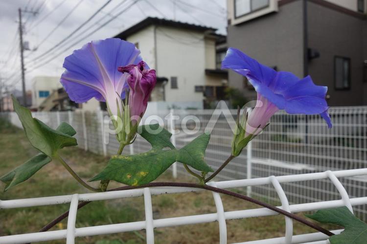 屋外の朝顔の花と蕾 朝顔,朝顔の花,朝顔の蕾の写真素材