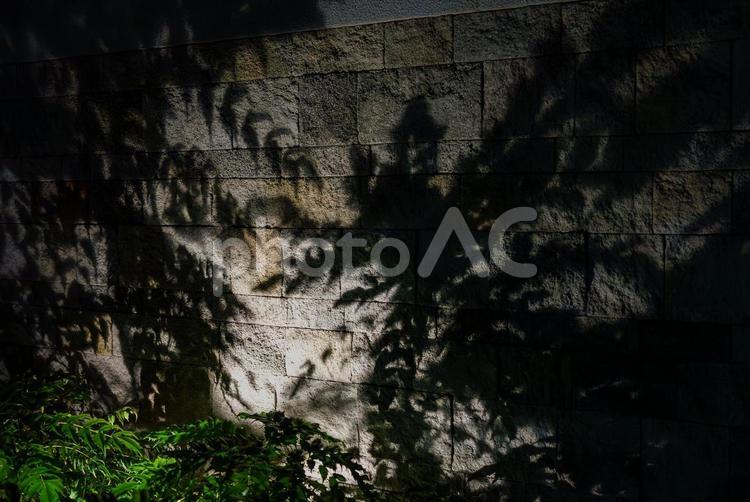 影模様 エントランス,植木,外壁の写真素材