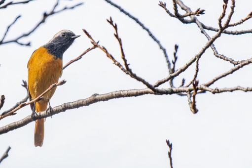 枝にとまるジョウビタキ・コピースペースの写真