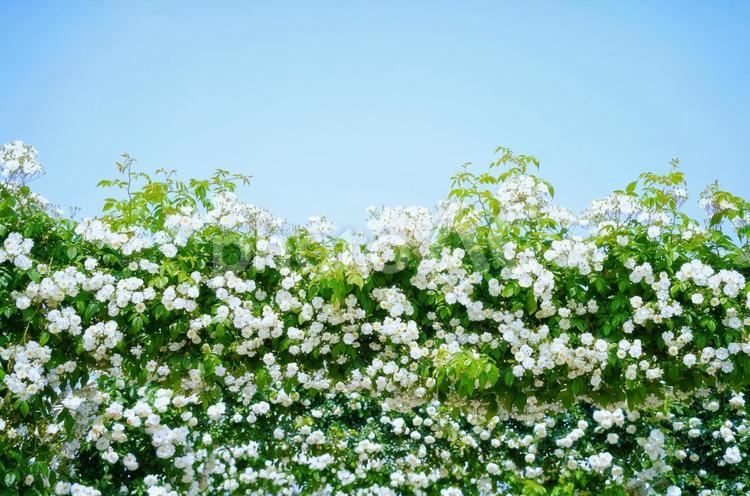 満開の白い薔薇と青空の背景 バラ,薔薇,白の写真素材