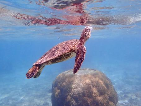 ウミガメの息継ぎ２ ウミガメ,海,シュノーケルの写真素材
