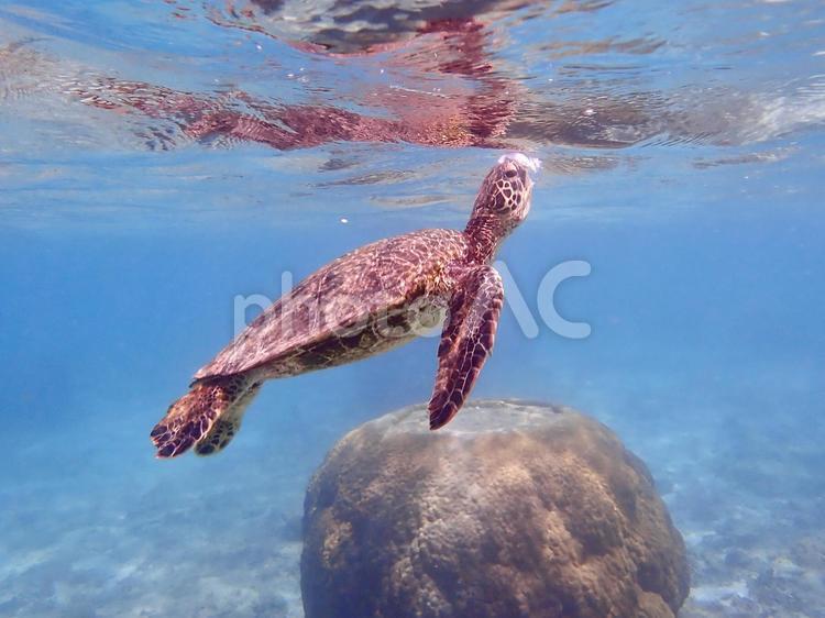 ウミガメの息継ぎ２ ウミガメ,海,シュノーケルの写真素材
