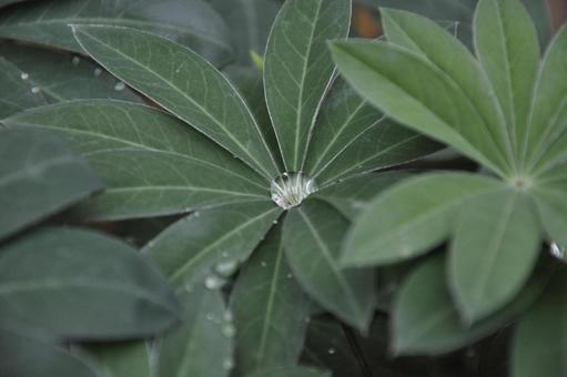 Photo, leaf, drop, after the rain, 
