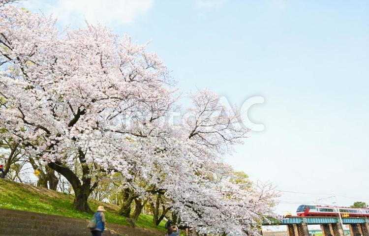 桜満開の岡崎城公園沿線を走る　名鉄特急 名鉄電車,名古屋鉄道,電車の写真素材