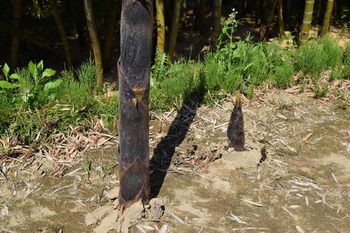 竹の子 春の食材の写真