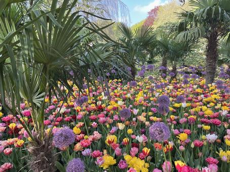キューケンホフ公園 キューケンホフ,チューリップ,アムステルダムの写真素材