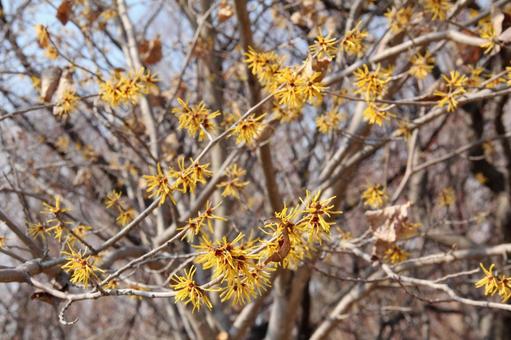 マンサク・満作　咲く風景の写真