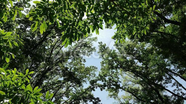 空を見上げる 木,緑,見上げるの写真素材