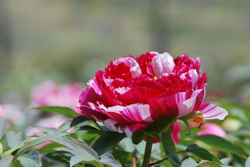 ボタンの花 ボタンの花の写真