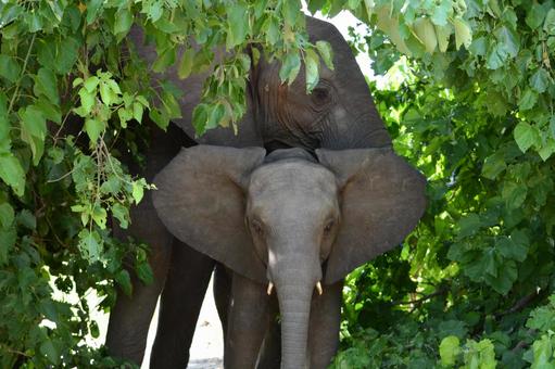 木立の中のゾウの親子 チョベのサファリ 木立の中のゾウの親子 チョベのサファリ ゾウ,アフリカゾウ,親子の写真素材