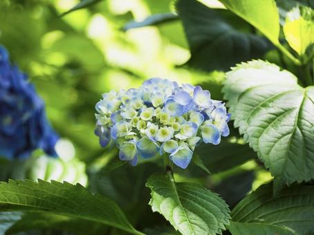 つぼみのあじさい つぼみのあじさい あじさい,紫陽花,蕾の写真素材