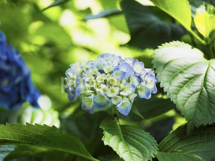 つぼみのあじさい あじさい,紫陽花,蕾の写真素材
