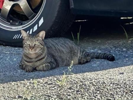 猫ちゃん 猫ちゃんの写真