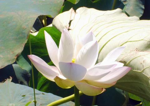 蓮根の花 蓮根の花の写真