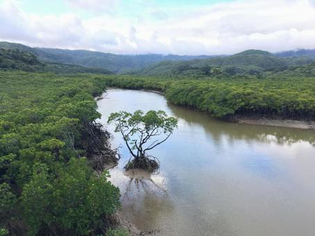 マングローブ マングローブ,沖縄,西表島の写真素材