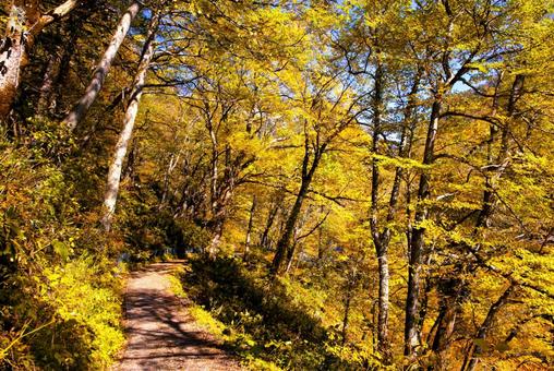 紅葉の森の道 紅葉の森の道 紅葉の森の道,紅葉,道の写真素材