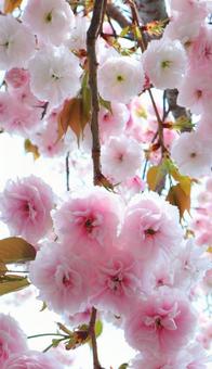 造幣局桜の通り抜け 造幣局桜の通り抜けの写真