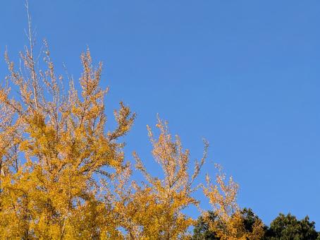 イチョウ イチョウ,黄色,空の写真素材