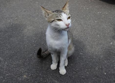 がんたらし猫 がんたらし猫の写真