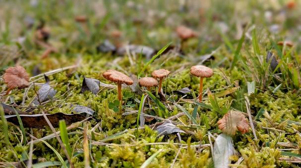 小さいきのこたち 小さい,きのこ,苔の写真素材