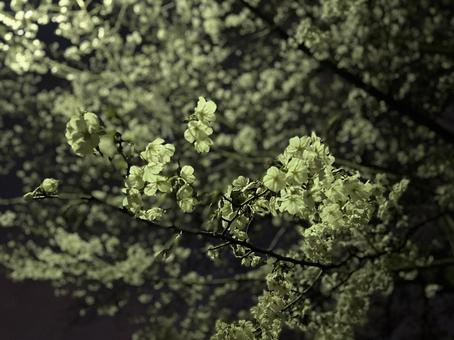 夜桜 桜 お花見 夜桜 桜 お花見 桜,サクラ,咲き始めの写真素材