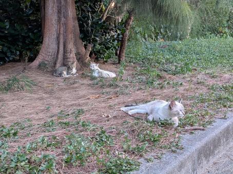 ねこ のらねこ 三匹 ねこ のらねこ 三匹の写真