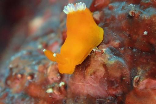 コアカリュウグウウミウシ コアカリュウグウウミウシ コアカリュウグウウミウシ,ウミウシ,オレンジのウミウシの写真素材