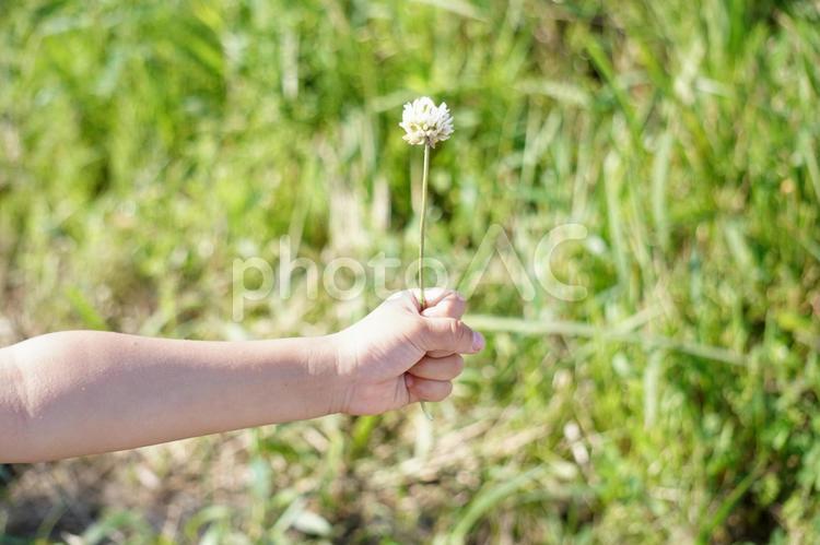 シロツメクサを持つ子供の手 シロツメクサ,子供の手,草花の写真素材