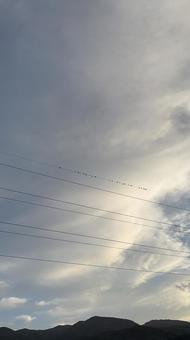 電線と鳥と雲 鳥,空,雲の写真素材