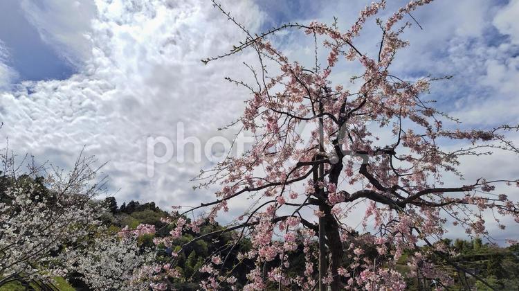 しだれ桜と雲 春,日差し,景色の写真素材