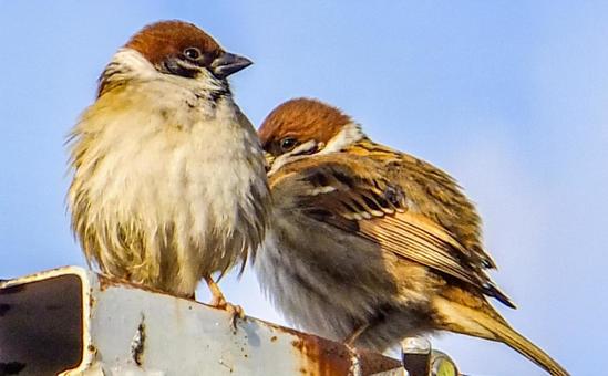 Photo, bird, natural, cute, 