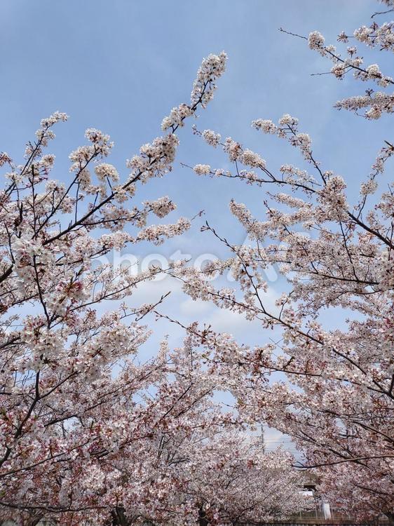 縦型桜 桜,空と桜,桜並木の写真素材