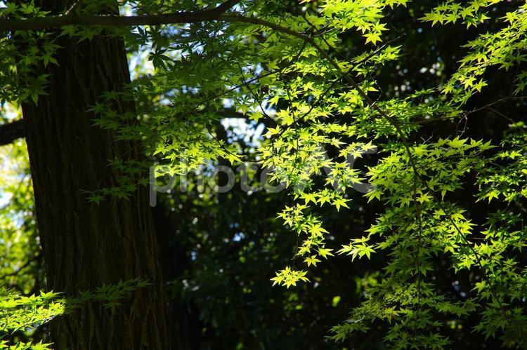 高尾山の緑のもみじ もみじ,緑,自然の写真素材