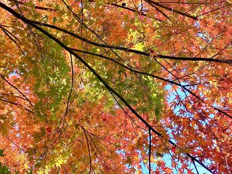 秋色に染まりゆくイロハモミジ 02 錦秋,紅葉,イロハモミジの写真素材