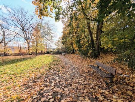 秋の公園 秋,自然,木の写真素材