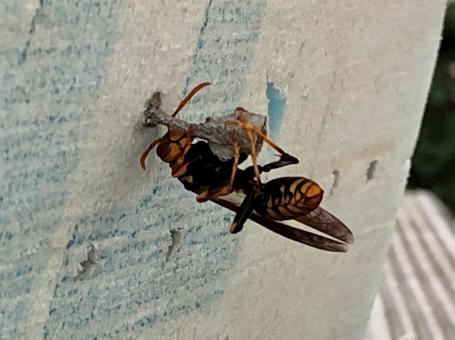 アシナガバチの巣作り アシナガバチの巣作りの写真