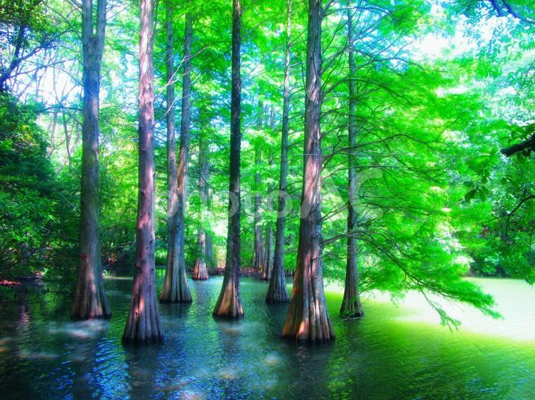 篠栗九大の森のハンノキ 幻想的,絶景,木の写真素材