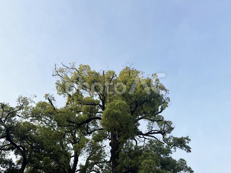 空と樹木 空と樹木,空,晴れの写真素材