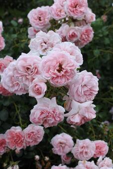 満開の淡ピンクローズ バラ,ピンク,淡いの写真素材