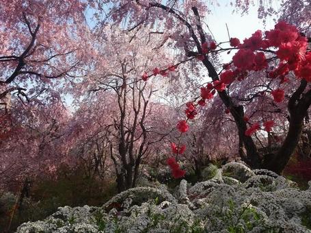 桜8の写真
