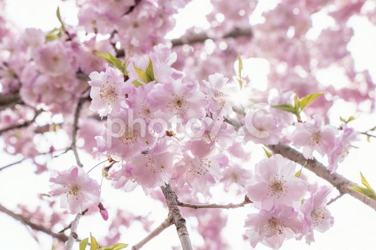 岐阜県大垣市の水門川付近の桜の花 4月,cherryblossoms,flowerの写真素材