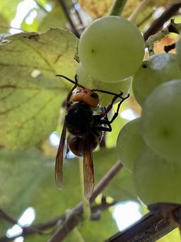 ブドウを食べるスズメバチ スズメバチ,ハチ,ぶどうの写真素材