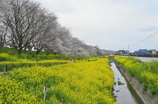 川島町 桜堤 川島町 桜堤の写真